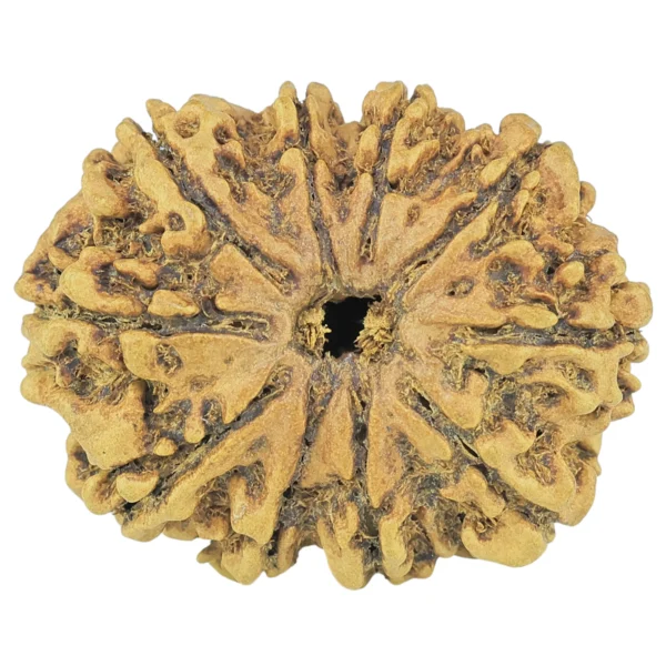 10 Mukhi Rudraksha 27.8mm 2gm - Rudraksha
