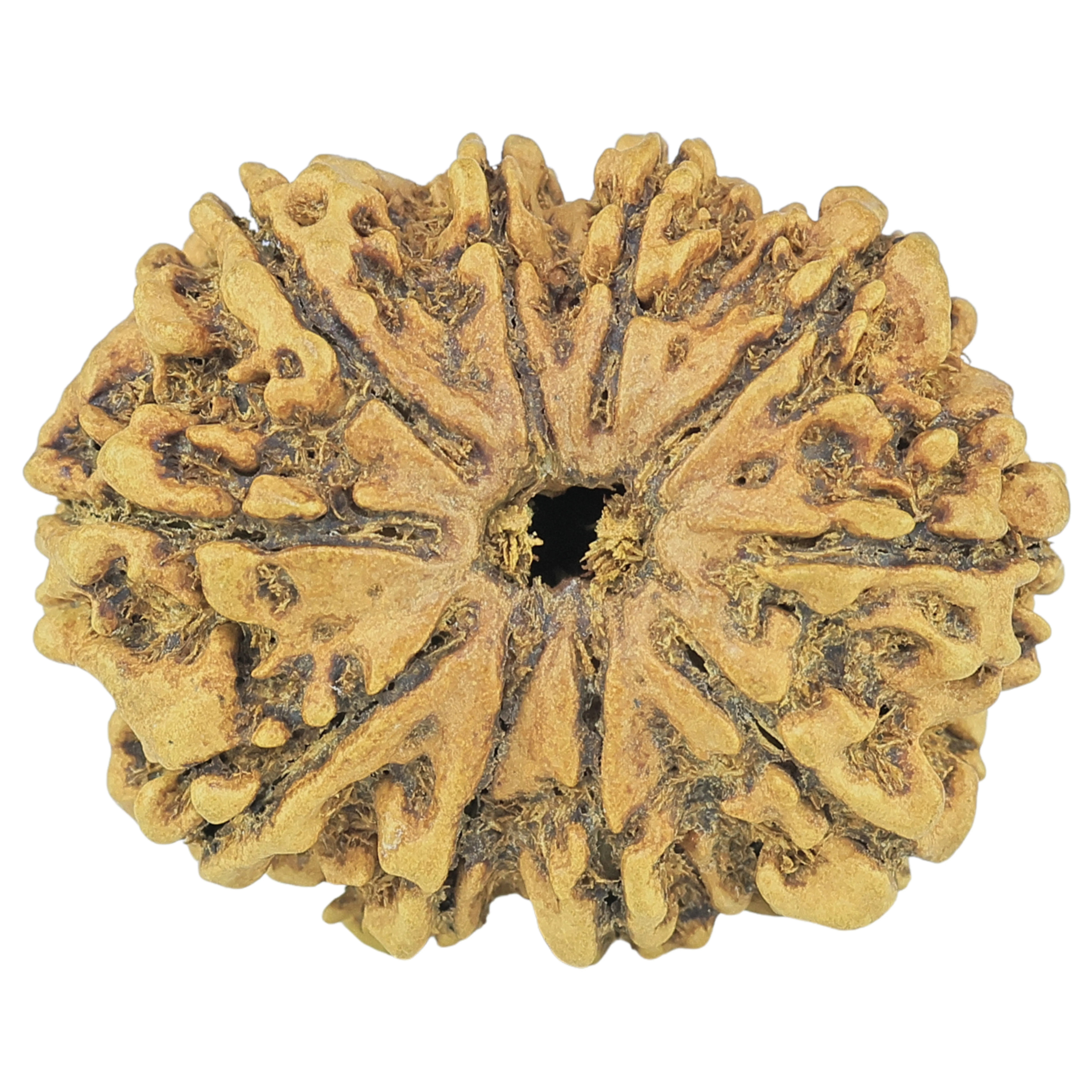10 Mukhi Rudraksha 27.8mm 2gm - Rudraksha