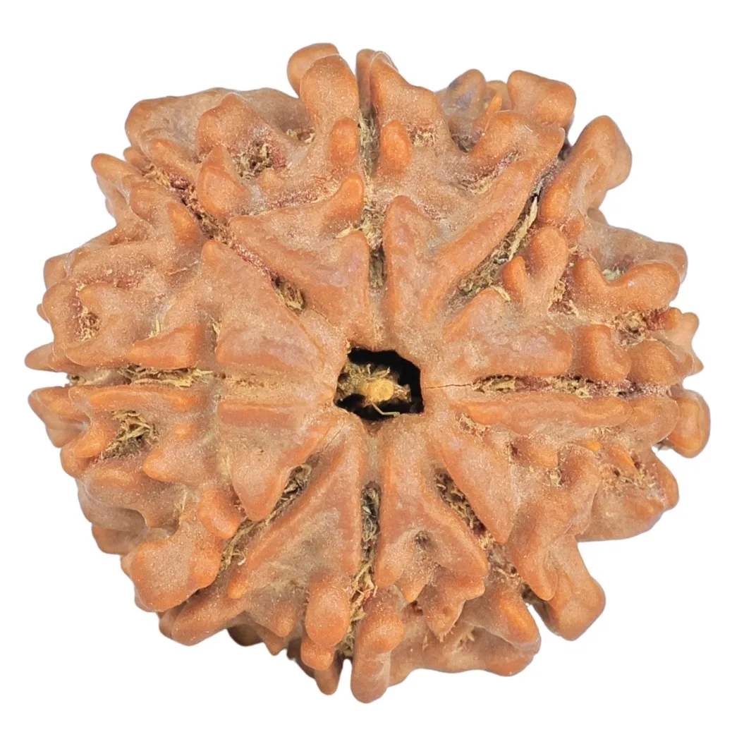 8 Mukhi Rudraksha 23.3mm 3.91gm - Rudraksha