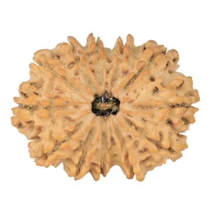 12 Mukhi Rudraksha 32.4mm 5gm - Rudraksha