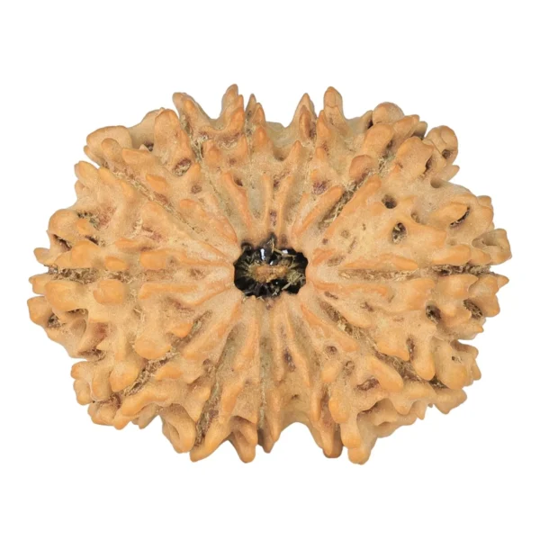 12 Mukhi Rudraksha 32.4mm 5gm - Rudraksha