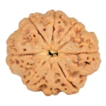 8 Mukhi Rudraksha 28.1mm 6.39gm - Rudraksha