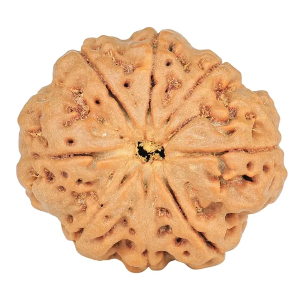 8 Mukhi Rudraksha 28.1mm 6.39gm - Rudraksha