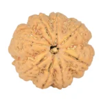 8 Mukhi Rudraksha 29.2mm 7.87gm - Rudraksha
