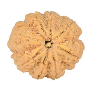 8 Mukhi Rudraksha 29.2mm 7.87gm - Rudraksha