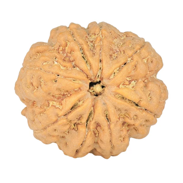 8 Mukhi Rudraksha 29.2mm 7.87gm - Rudraksha