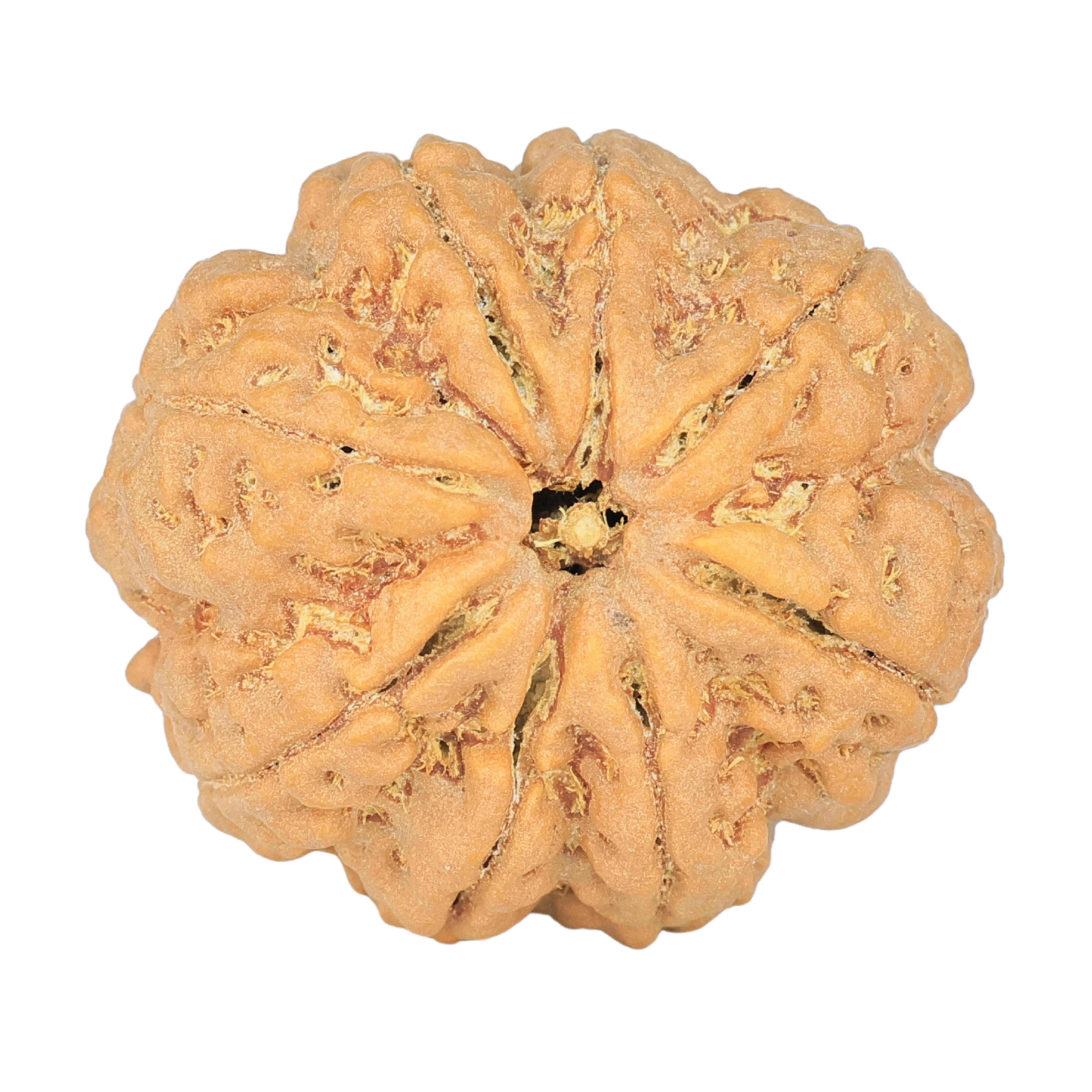 8 Mukhi Rudraksha 29.2mm 7.87gm - Rudraksha