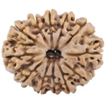 12 Mukhi Rudraksha 31.1mm 6.27gm - Rudraksha
