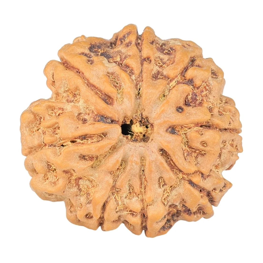 8 Mukhi Rudraksha 27.4mm 6.62gm - Rudraksha