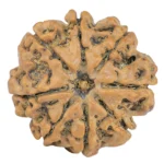 8 Mukhi Rudraksha 25.3mm 5.18gm - Rudraksha