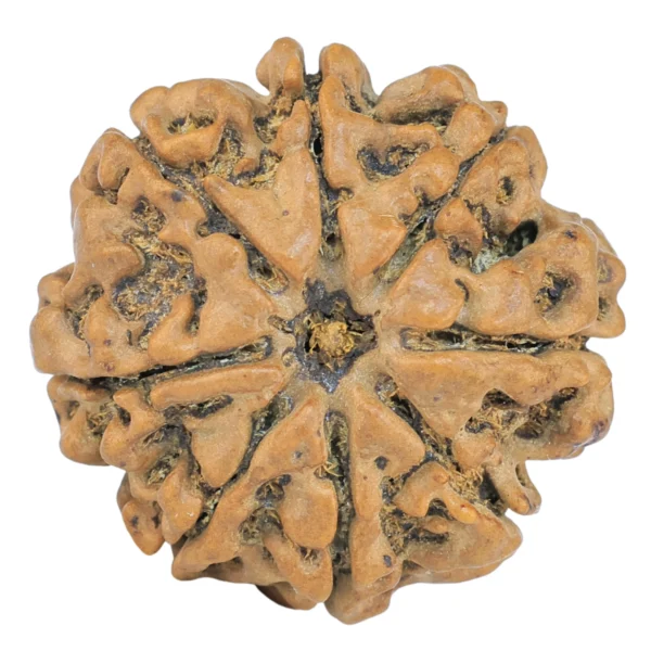 8 Mukhi Rudraksha 25.3mm 5.18gm - Rudraksha