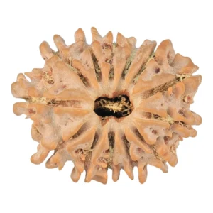 13 Mukhi Rudraksha 21.8mm 2.4gm - Rudraksha