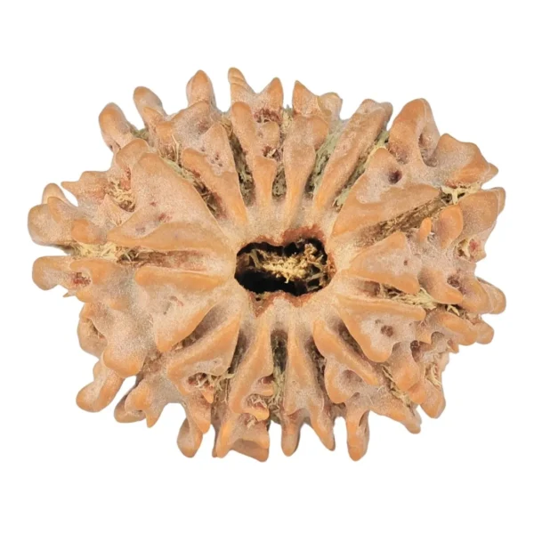13 Mukhi Rudraksha 21.8mm 2.4gm - Rudraksha