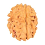 1 Mukhi Rudraksha 18.7mm 1.74gm - Rudraksha