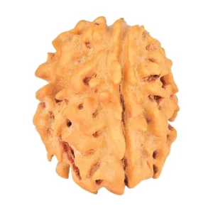 1 Mukhi Rudraksha 18.7mm 1.74gm - Rudraksha