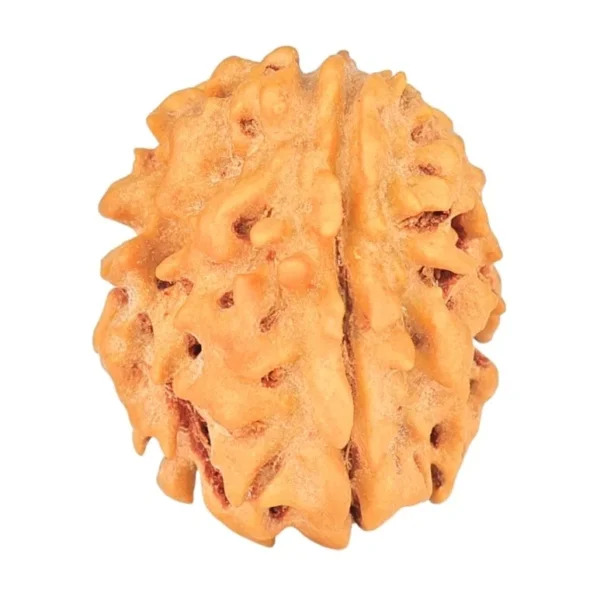 1 Mukhi Rudraksha 18.7mm 1.74gm - Rudraksha
