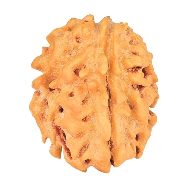 1 Mukhi Rudraksha 18.7mm 1.74gm - Rudraksha