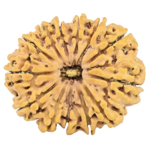 13 Mukhi Rudraksha 31.9mm 6.22gm - Rudraksha
