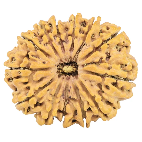 13 Mukhi Rudraksha 31.9mm 6.22gm - Rudraksha