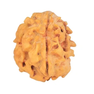 1 Mukhi Rudraksha 18.8mm 2gm - Rudraksha