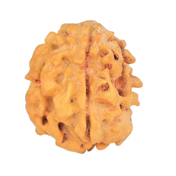 1 Mukhi Rudraksha 18.8mm 2gm - Rudraksha