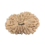 17 Mukhi Rudraksha 19.3mm 1.23gm - Origin: Indonesia - Rudraksha