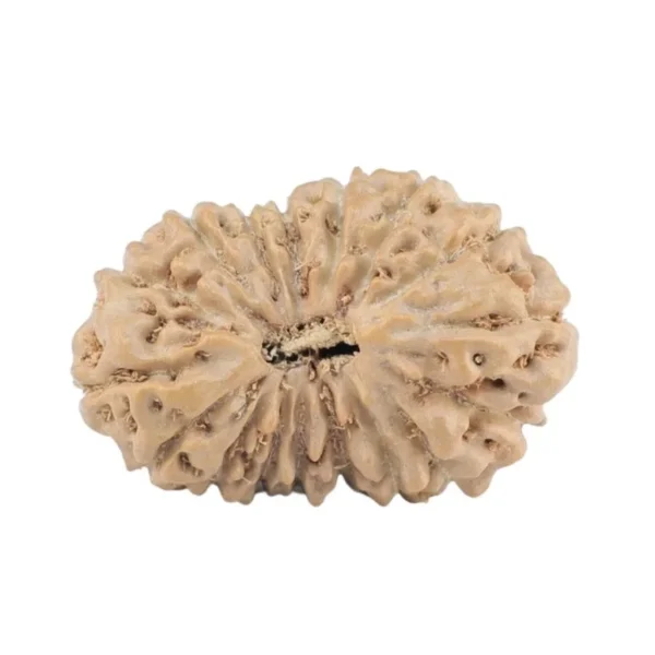17 Mukhi Rudraksha 19.3mm 1.23gm - Origin: Indonesia - Rudraksha