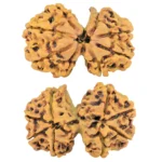 8 Mukhi G.S & Ganesh 31.6mm 5.21gm - Rudraksha