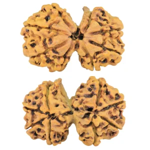 8 Mukhi G.S & Ganesh 31.6mm 5.21gm - Rudraksha