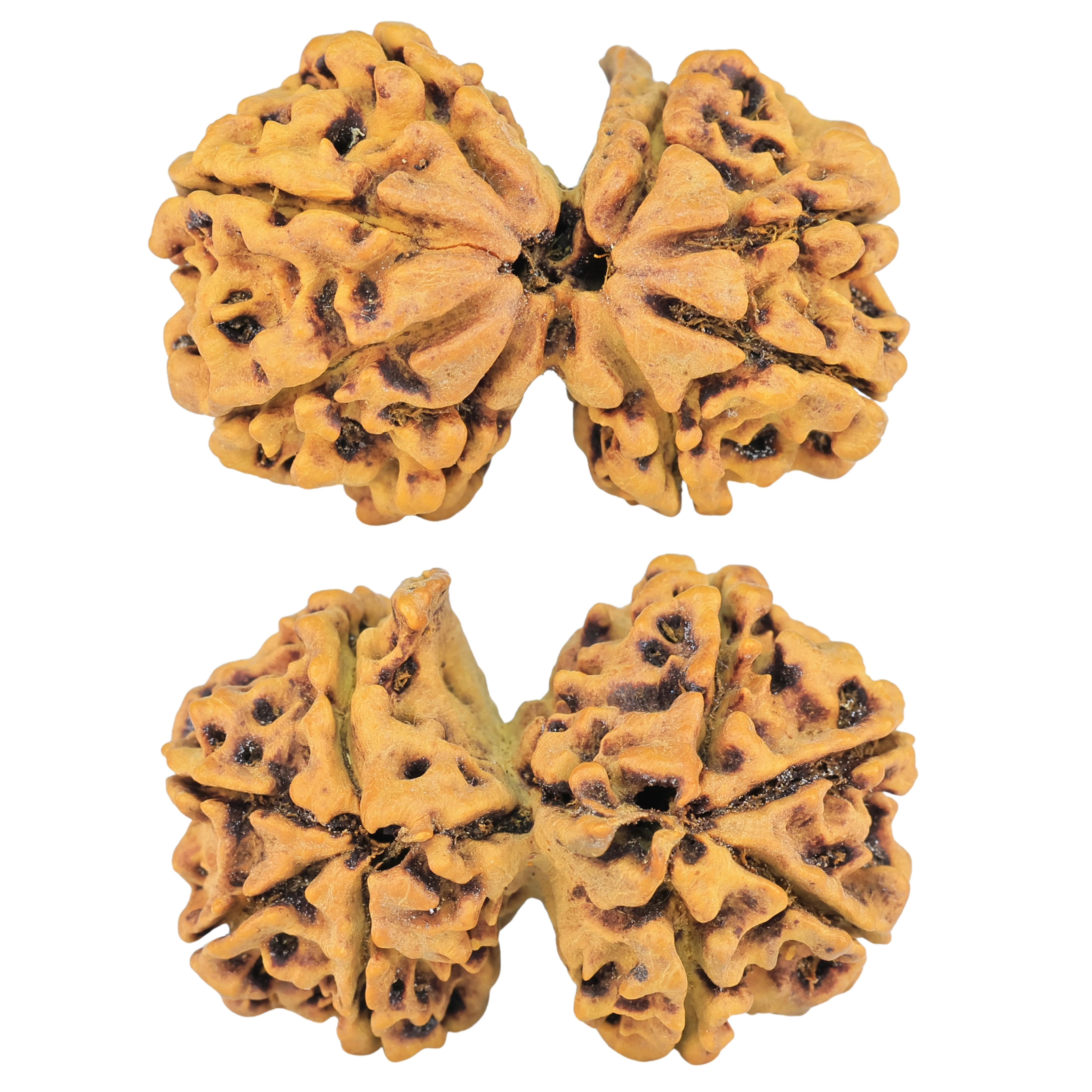8 Mukhi G.S & Ganesh 31.6mm 5.21gm - Rudraksha