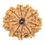 9 Mukhi Rudraksha 26.7mm 4.37gm - Rudraksha