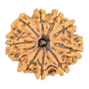 9 Mukhi Rudraksha 26.7mm 4.37gm - Rudraksha