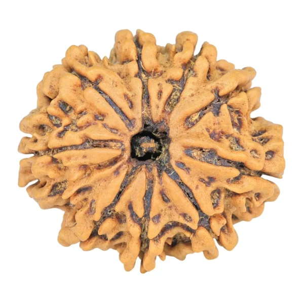 9 Mukhi Rudraksha 26.7mm 4.37gm - Rudraksha