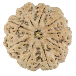 9 Mukhi Rudraksha 28.5mm 6.42gm - Rudraksha