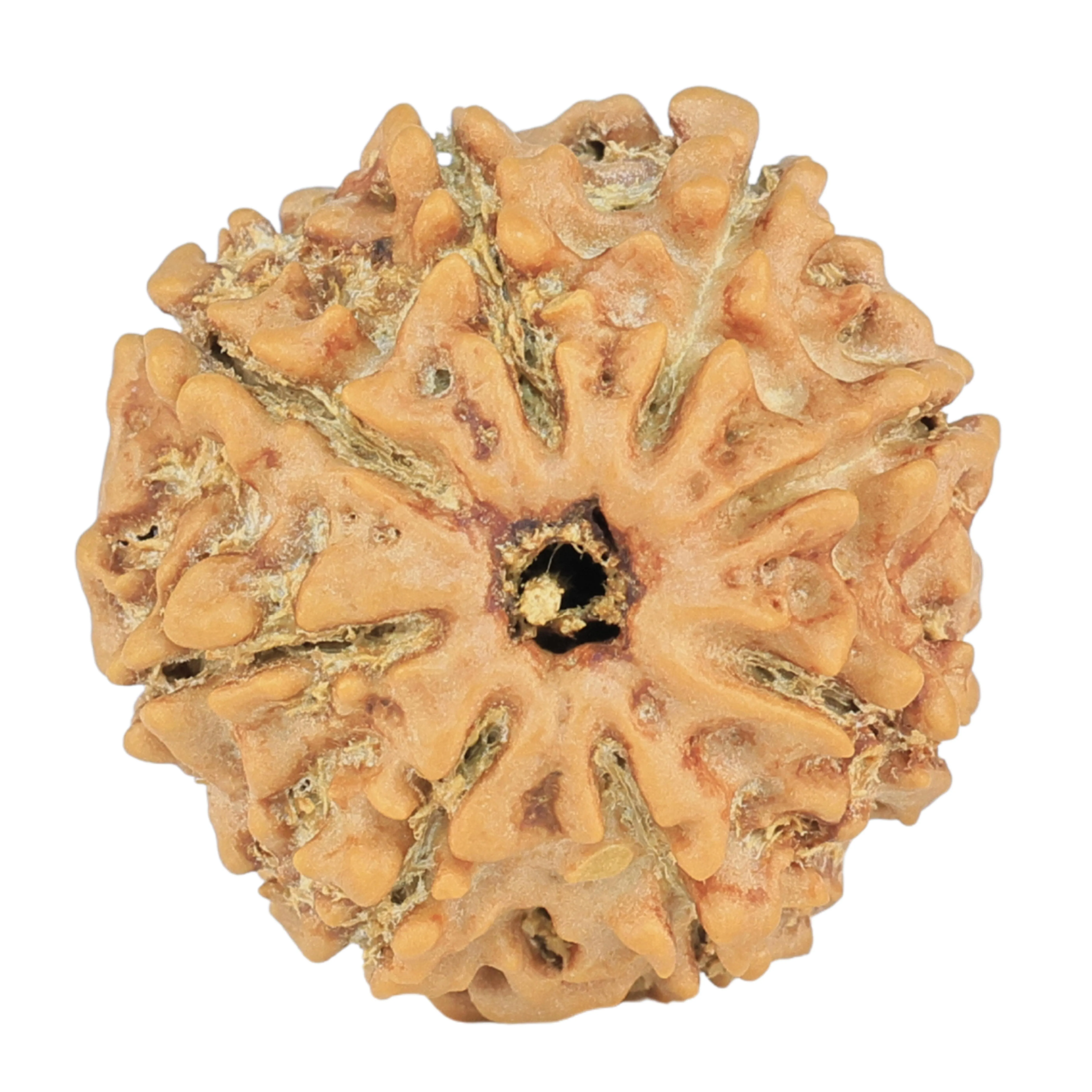 8 Mukhi Rudraksha 21.3mm 2.49gm - Rudraksha