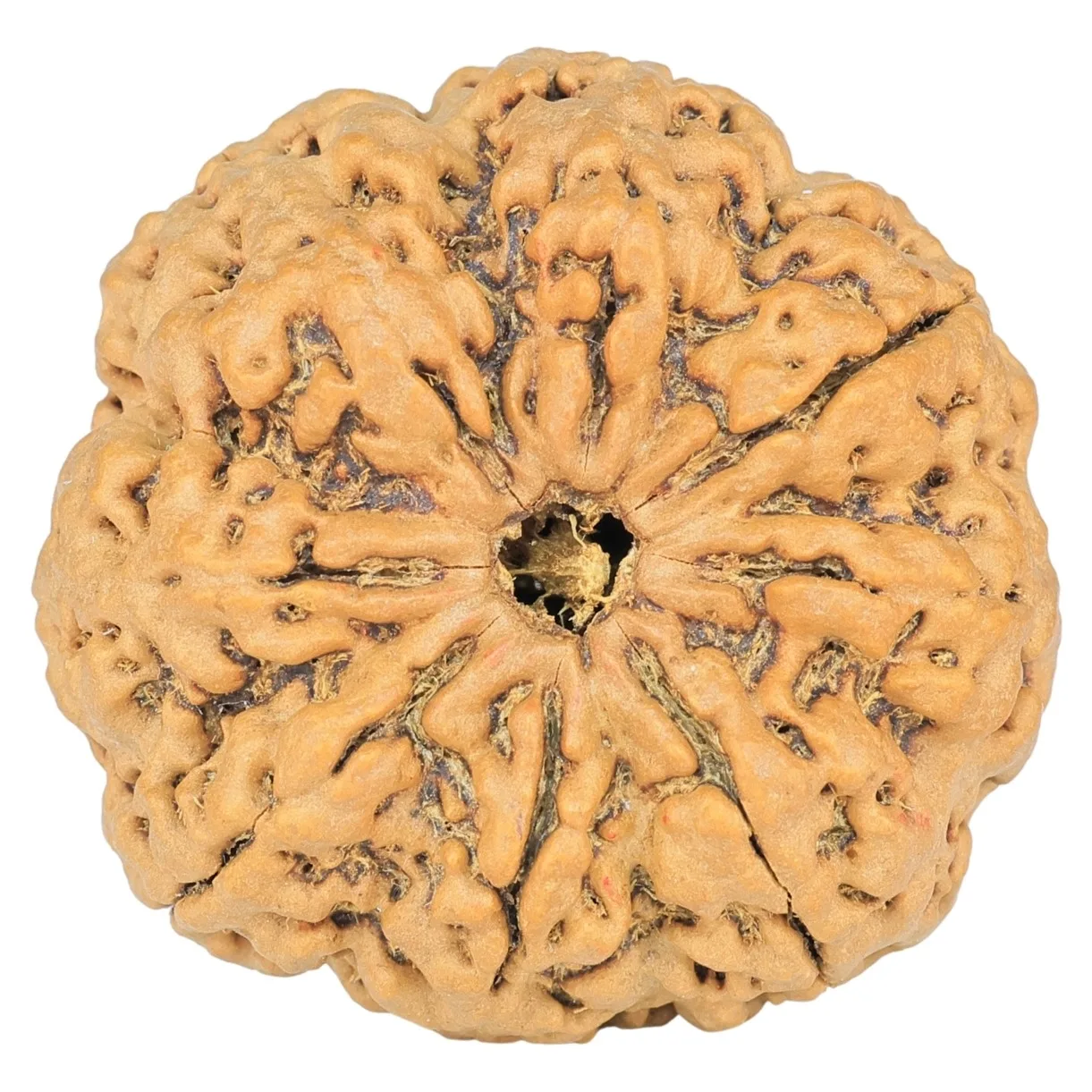 8 Mukhi Rudraksha 33.3mm 7.43gm - Rudraksha