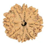 8 Mukhi Rudraksha 27.7mm 5.49gm - Rudraksha