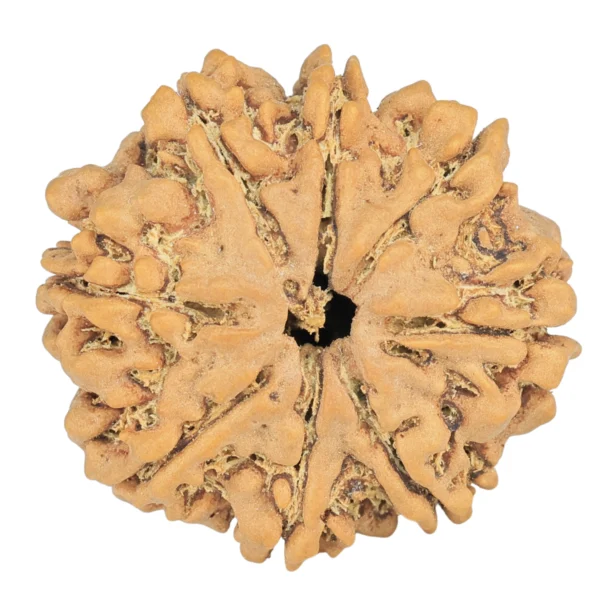 8 Mukhi Rudraksha 27.7mm 5.49gm - Rudraksha