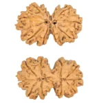10 Mk Gaurishankar 38.4mm 7.1gm - Rudraksha