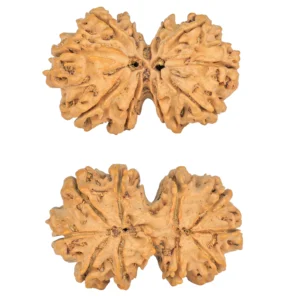 10 Mk Gaurishankar 38.4mm 7.1gm - Rudraksha