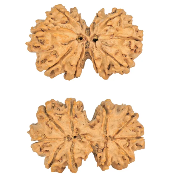 10 Mk Gaurishankar 38.4mm 7.1gm - Rudraksha