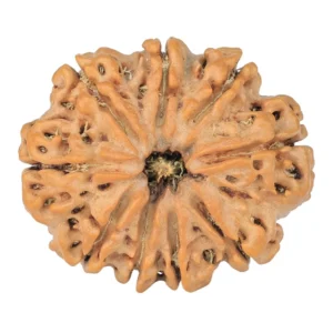 9 Mukhi Rudraksha 29.3mm 5.86gm - Rudraksha