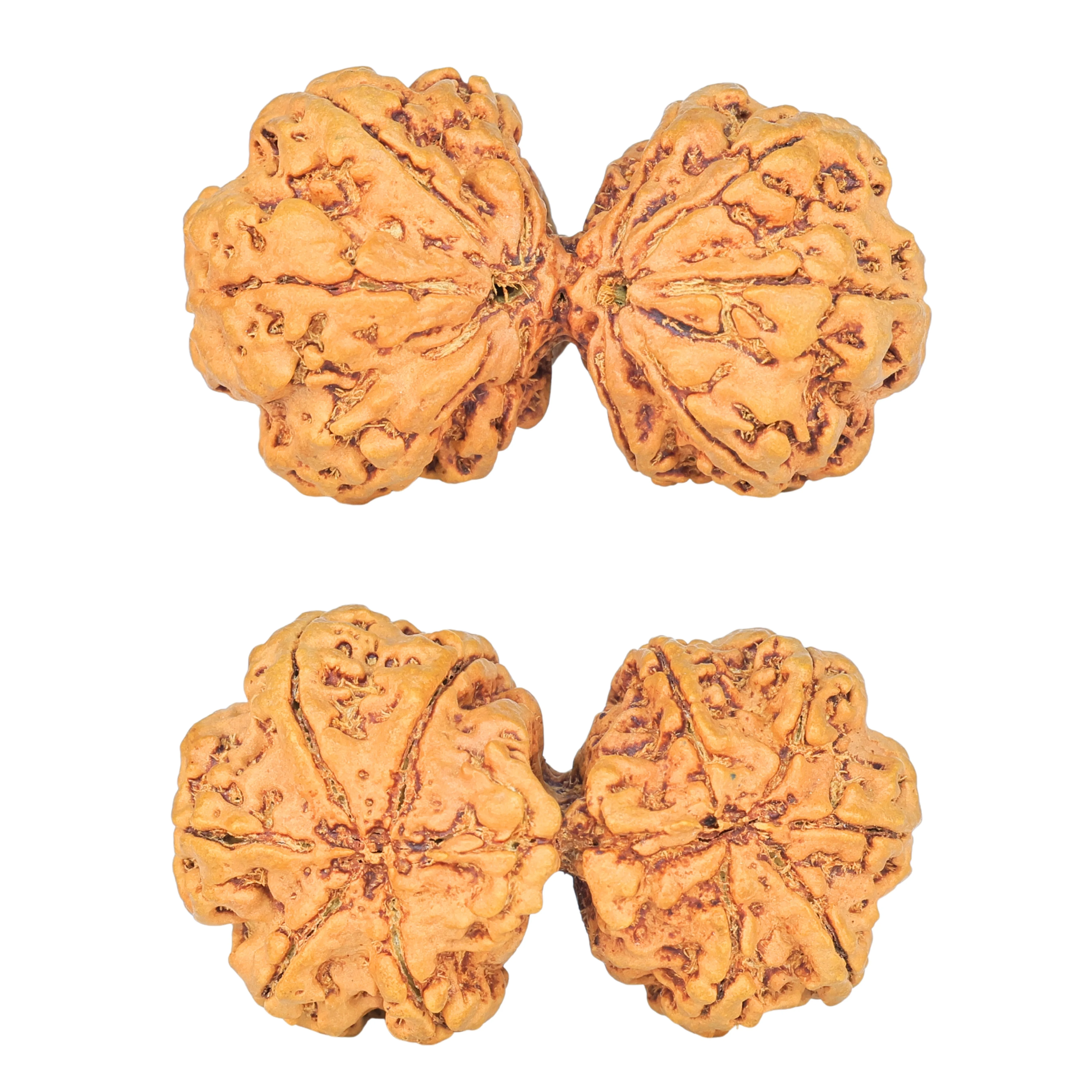 10 Mk Gaurishankar 40.5mm 7.85gm - Rudraksha