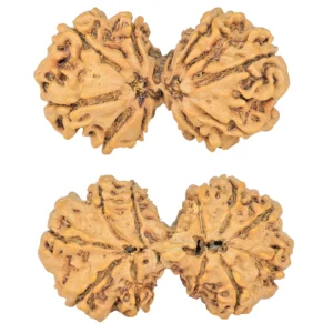 11 MK Gaurishankar 38.9mm 6.37gm - Rudraksha