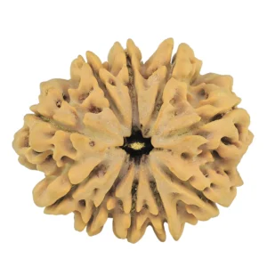 10 Mukhi Rudraksha 31.5mm 6.89gm - Rudraksha