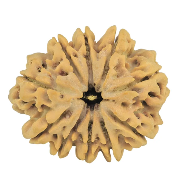 10 Mukhi Rudraksha 31.5mm 6.89gm - Rudraksha