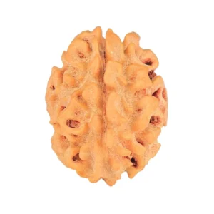1 Mukhi Rudraksha 20.9mm 2.42gm - Rudraksha