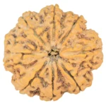 8 Mukhi Rudraksha 33.2mm 8.21gm - Rudraksha