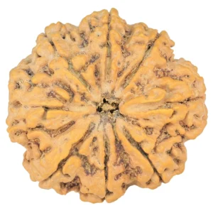 8 Mukhi Rudraksha 33.2mm 8.21gm - Rudraksha
