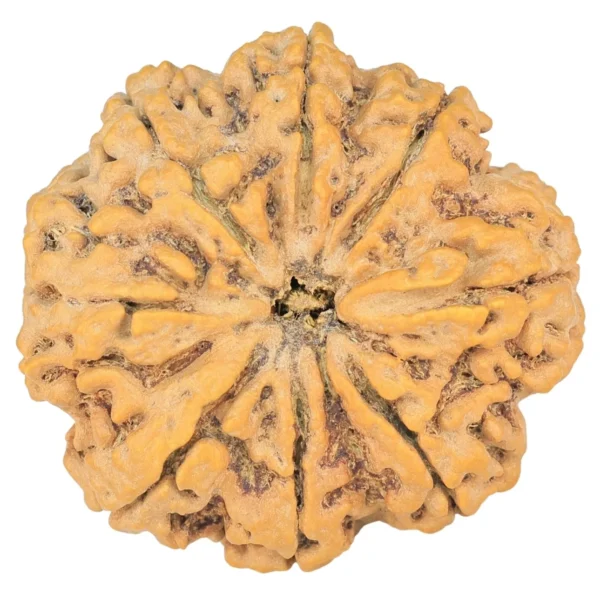 8 Mukhi Rudraksha 33.2mm 8.21gm - Rudraksha